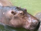 รูปประจำตัวของ Hippocrite